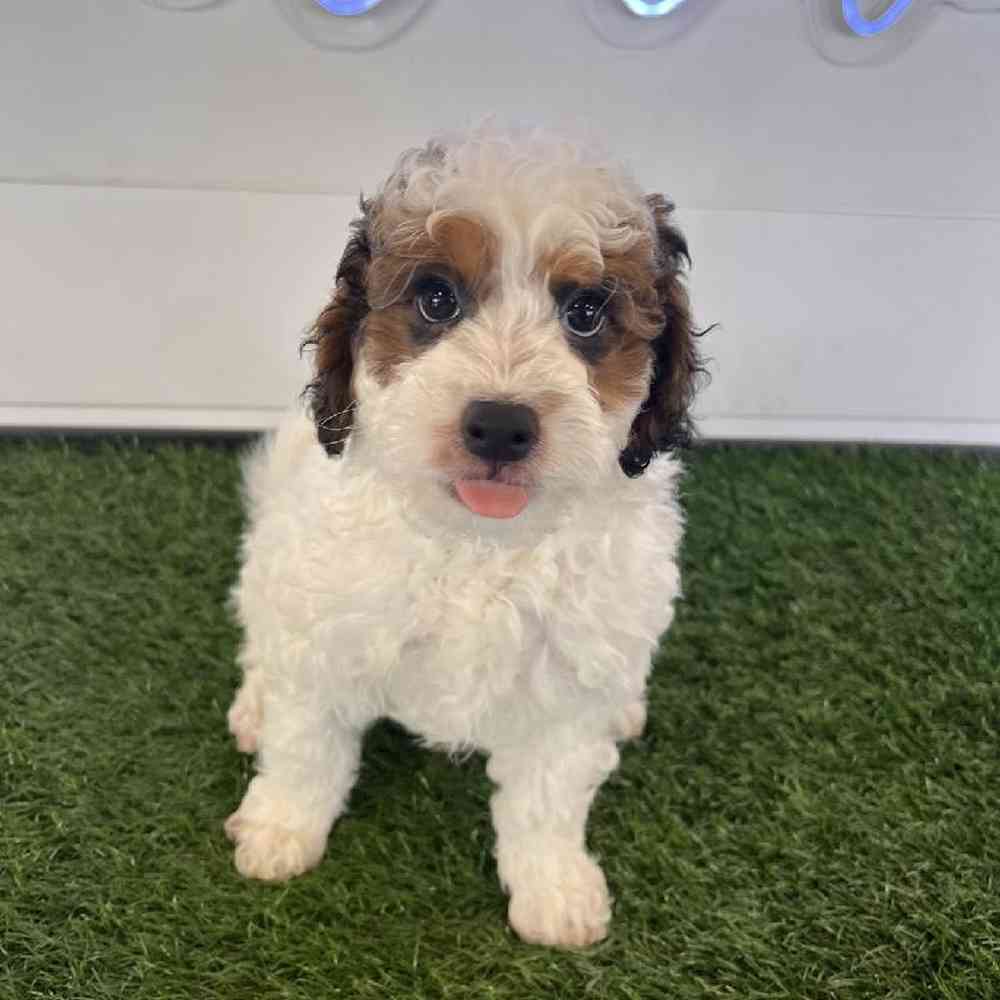Mini Bernedoodle image