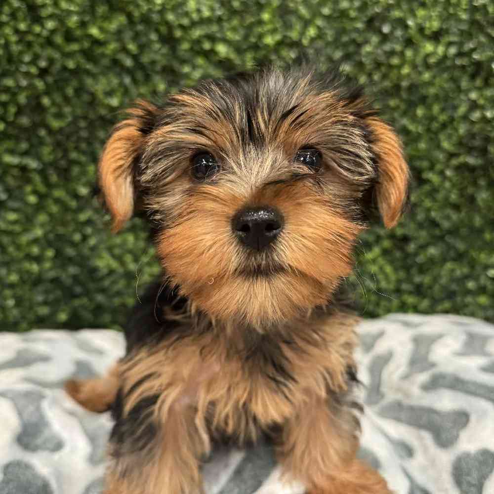 Female Yorkie Puppy for Sale in Joplin, MO