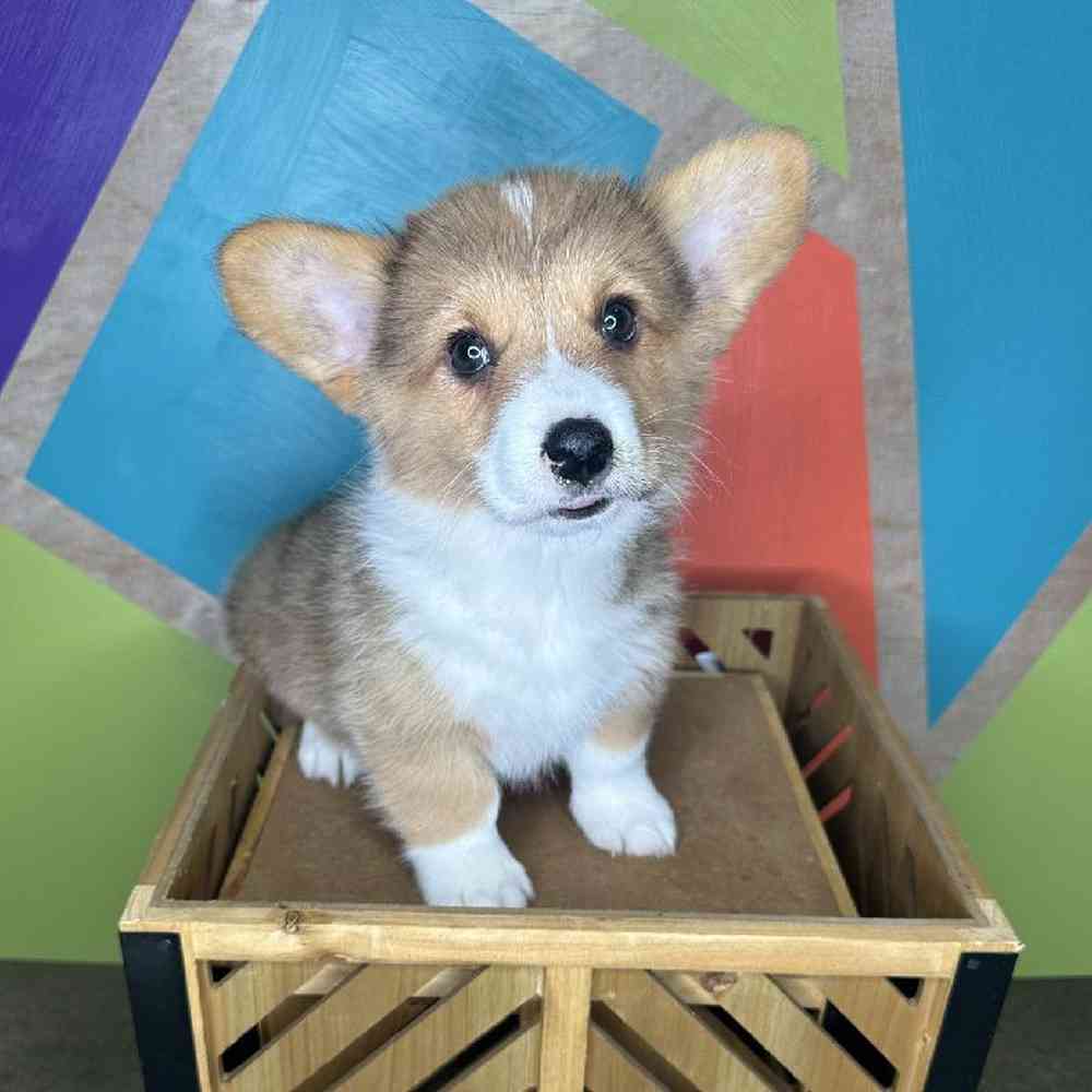 Male Pembroke Welsh Corgi Puppy for Sale in Joplin, MO