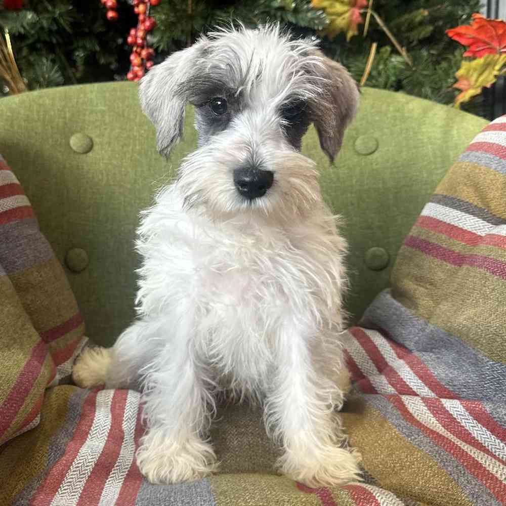 Male Mini Schnauzer Puppy for Sale in Rogers, AR