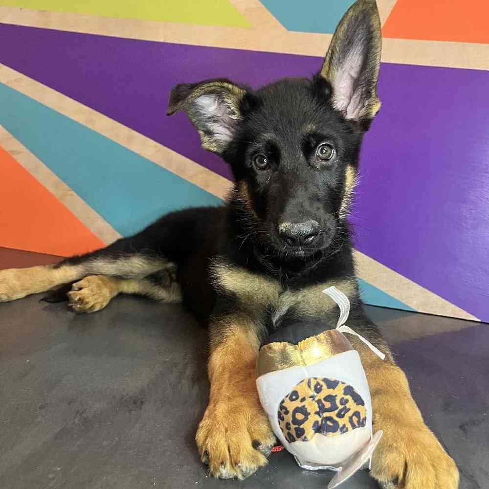 Male German Shepherd Puppy for Sale in Joplin, MO