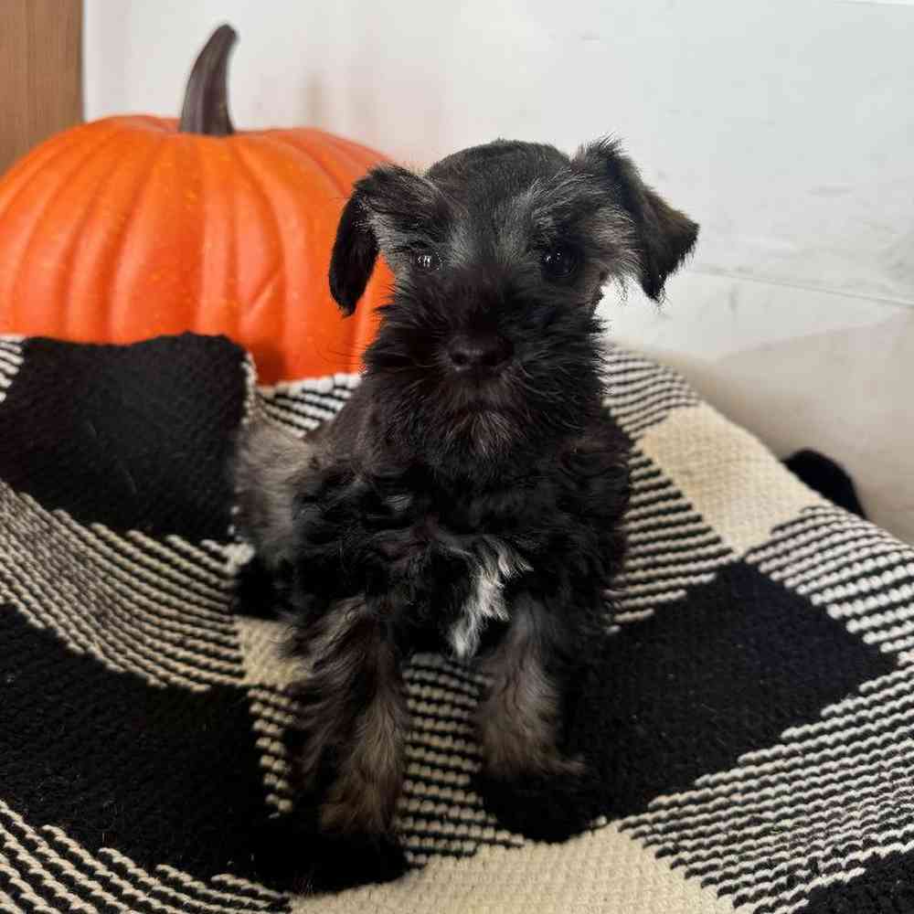 Female Mini Schnauzer Puppy for Sale in Joplin, MO