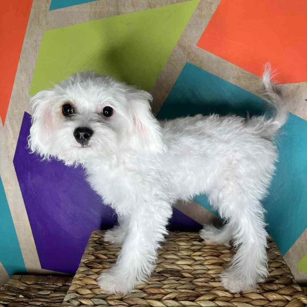 Female Cavachon Puppy for Sale in Rogers, AR