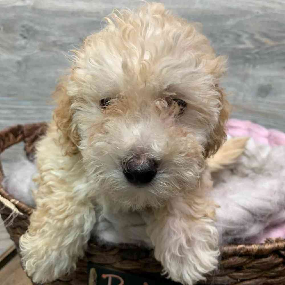 BichonPoo image