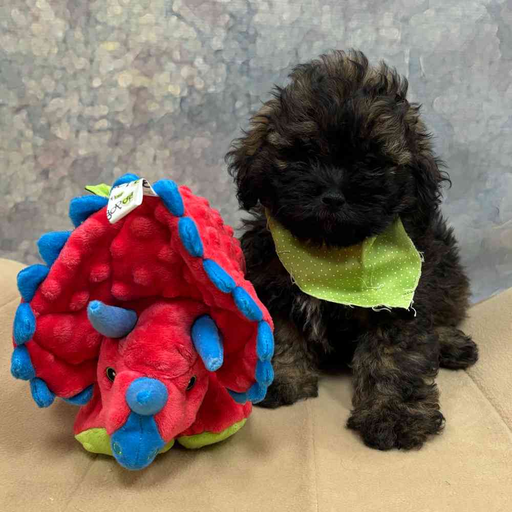 Shih-Poo image