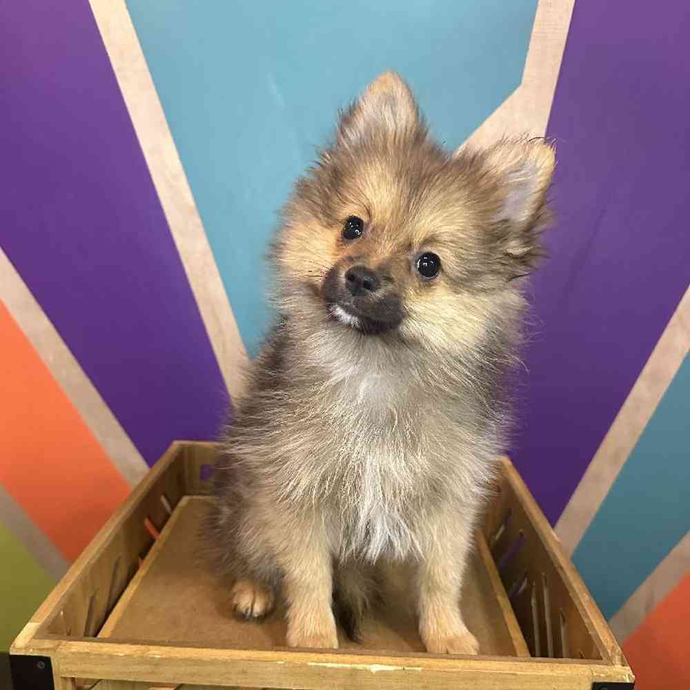 Male Pomeranian Puppy for Sale in Rogers, AR