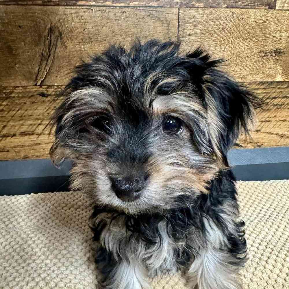 Male Morkie Puppy for Sale in Rogers, AR