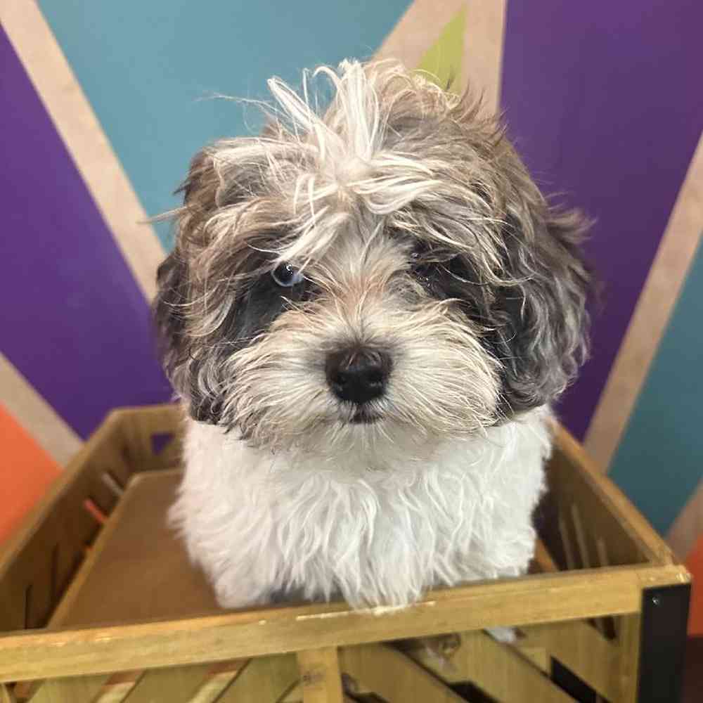 Female Shipoo Puppy for Sale in Joplin, MO