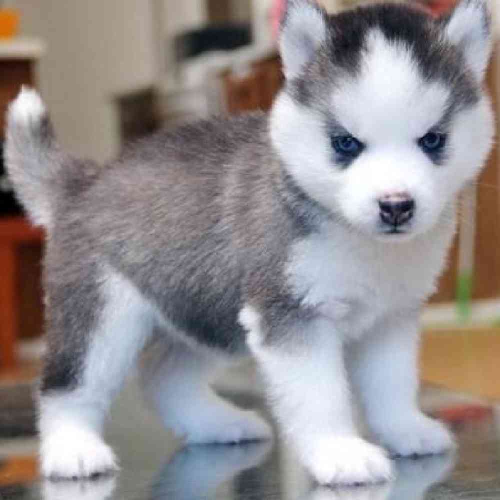 Pomsky image