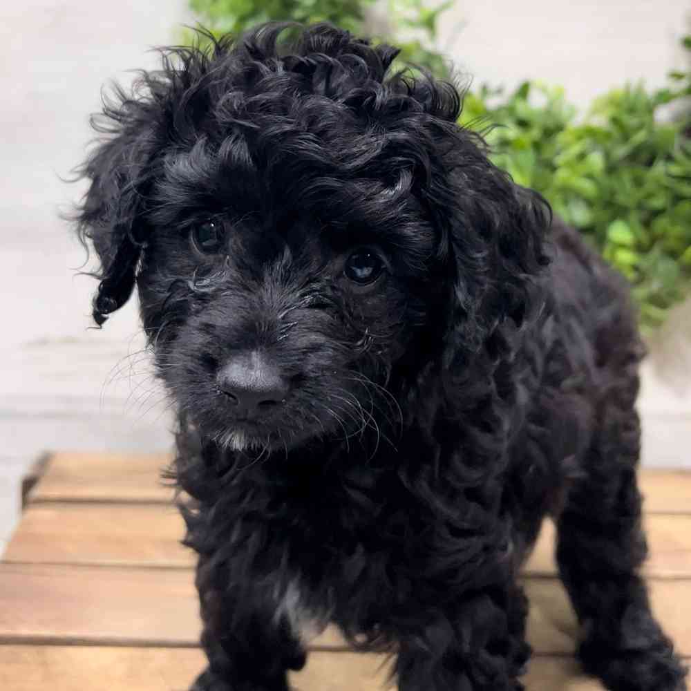 Mini Aussiedoodle image
