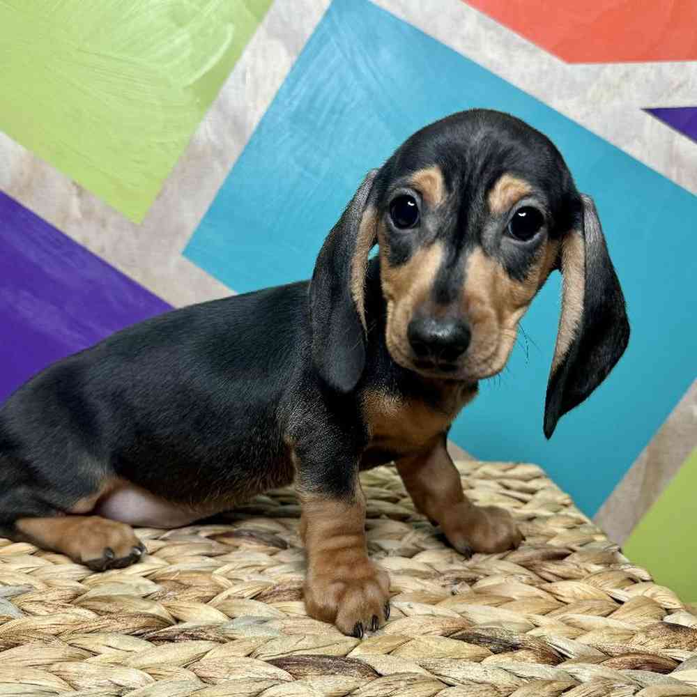 Male Mini Dachshund Puppy for Sale in Rogers, AR
