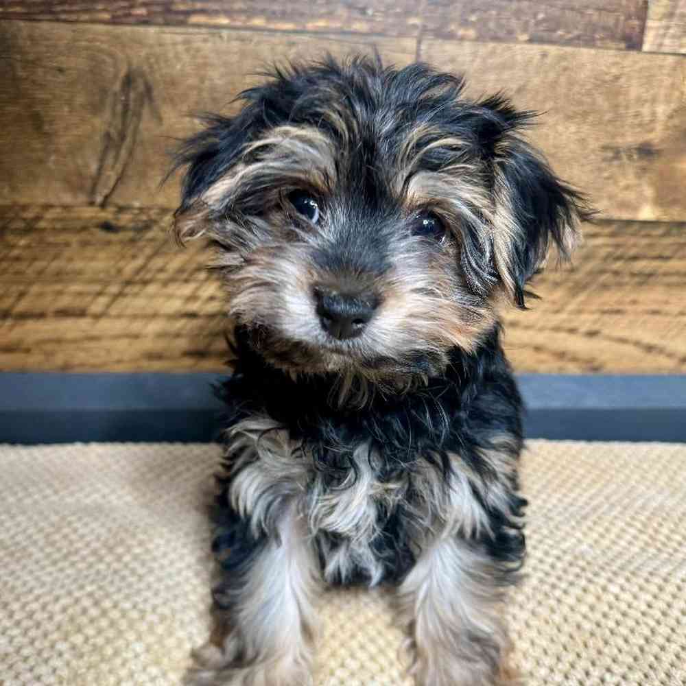 Male Morkie Puppy for Sale in Rogers, AR