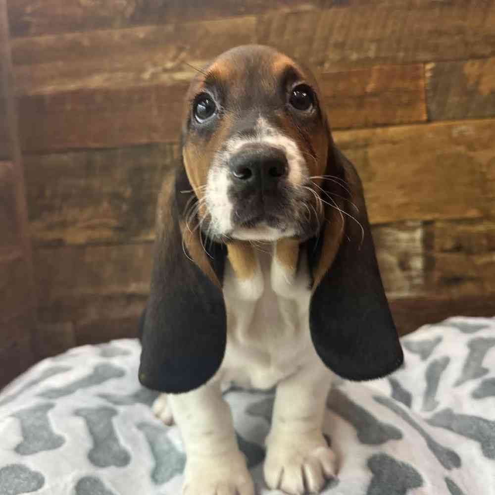 Female Basset Hound Puppy for Sale in Rogers, AR