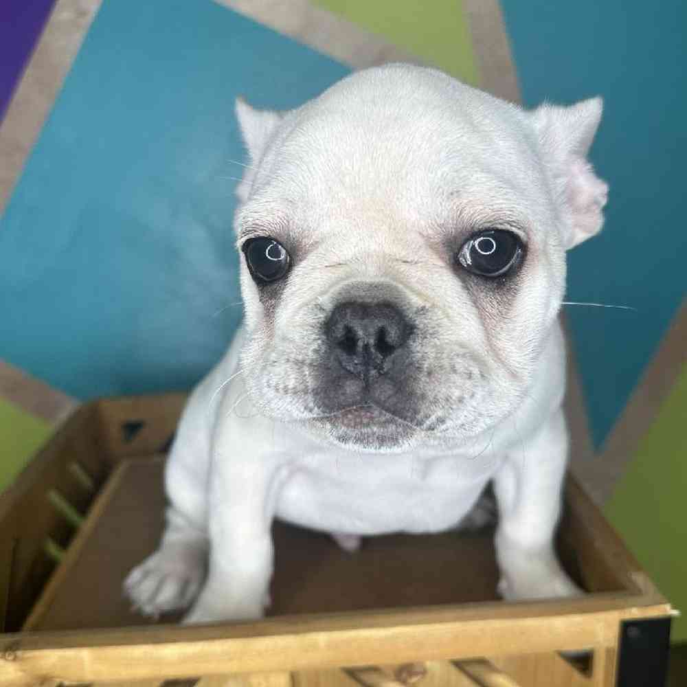 Male French Bulldog Puppy for Sale in Rogers, AR