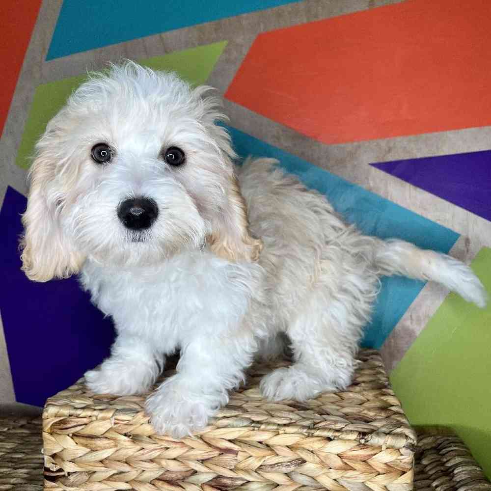 Female Mini Bernedoodle Puppy for Sale in Rogers, AR