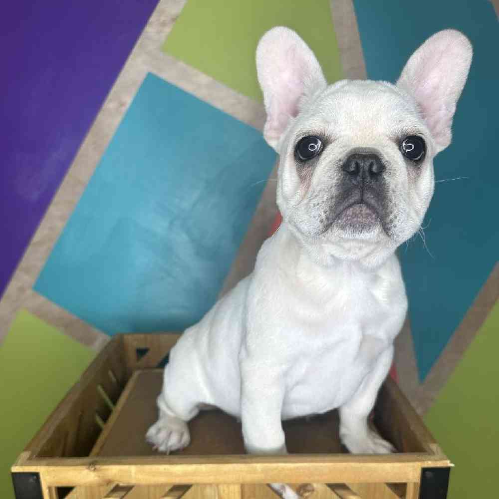 Male French Bulldog Puppy for Sale in Rogers, AR