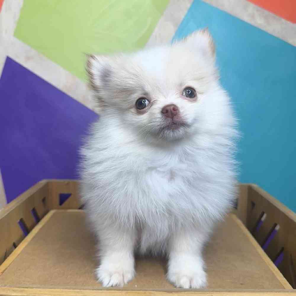Male Pomeranian Puppy for Sale in Rogers, AR