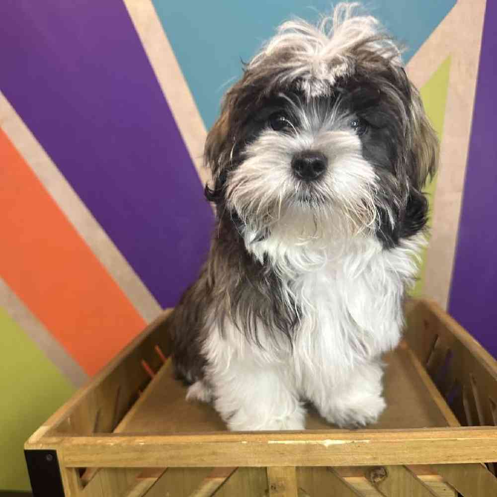 Male Malshi Puppy for Sale in Rogers, AR