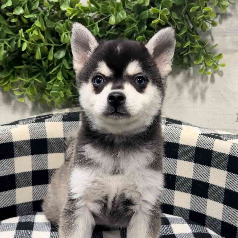 Alaskan Klee Kai image