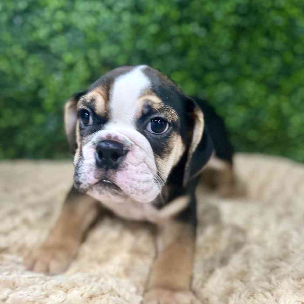 Male Beabull Puppy for Sale in Joplin, MO