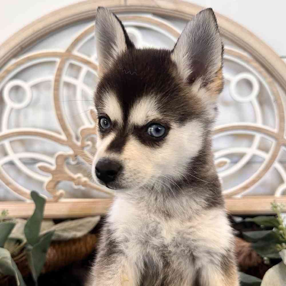 Alaskan Klee Kai image