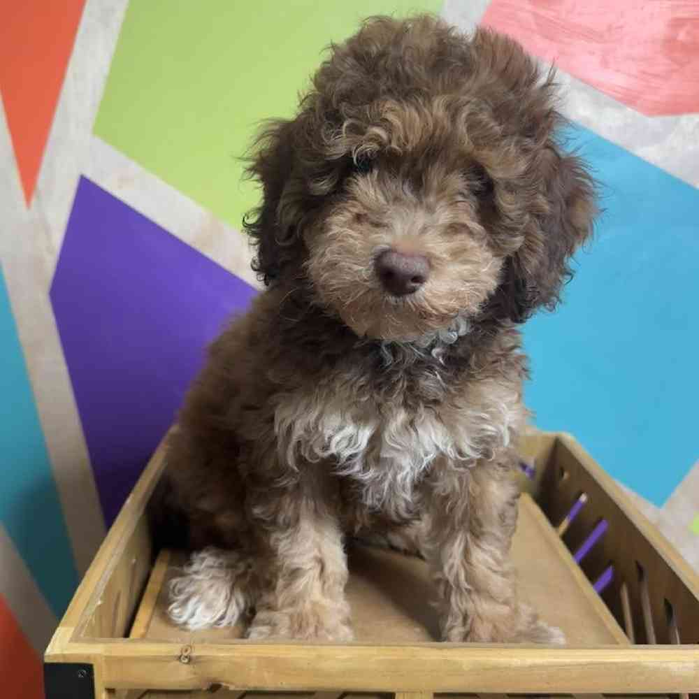 Male Newfoundland-Miniature Poodle Puppy for Sale in Rogers, AR