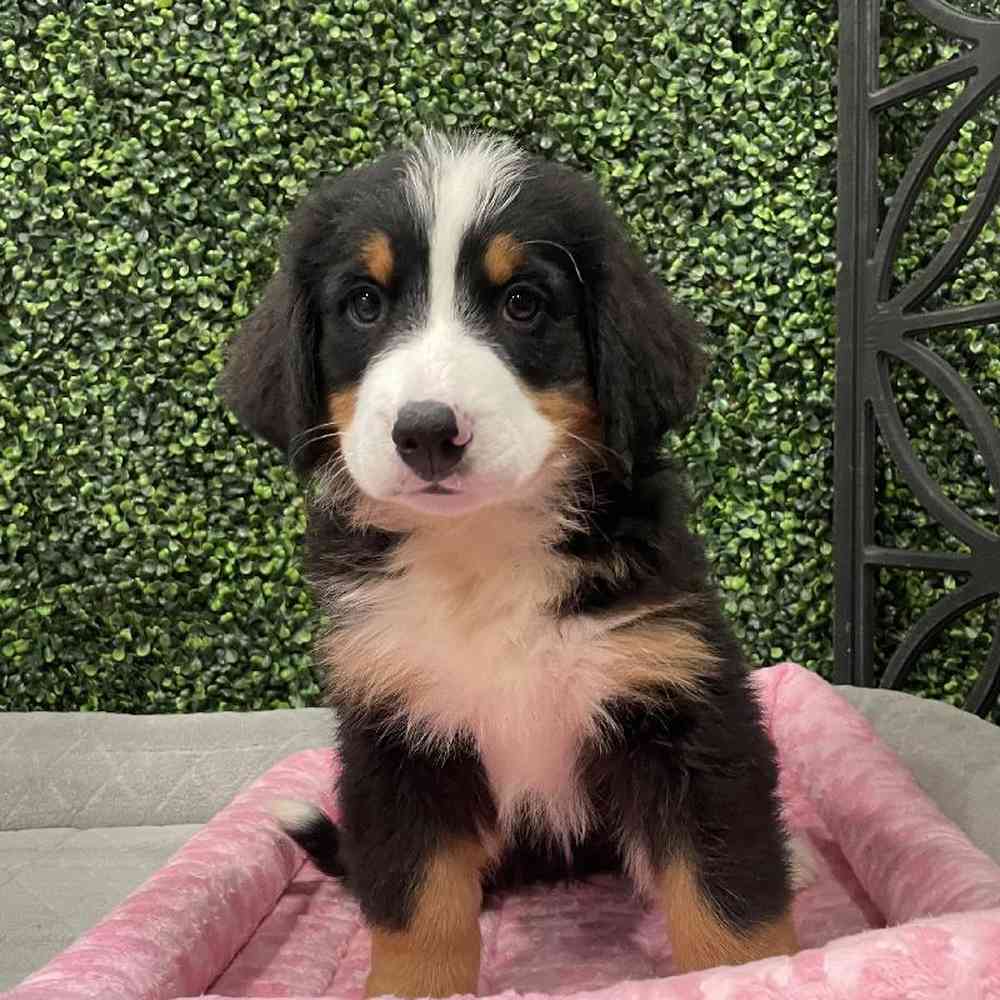 Female Bernese Mountain Dog Puppy for Sale in Joplin, MO