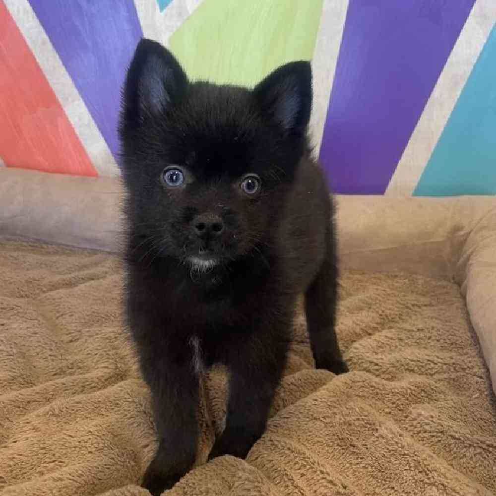 Male Pom-Klee Kai Puppy for Sale in Joplin, MO