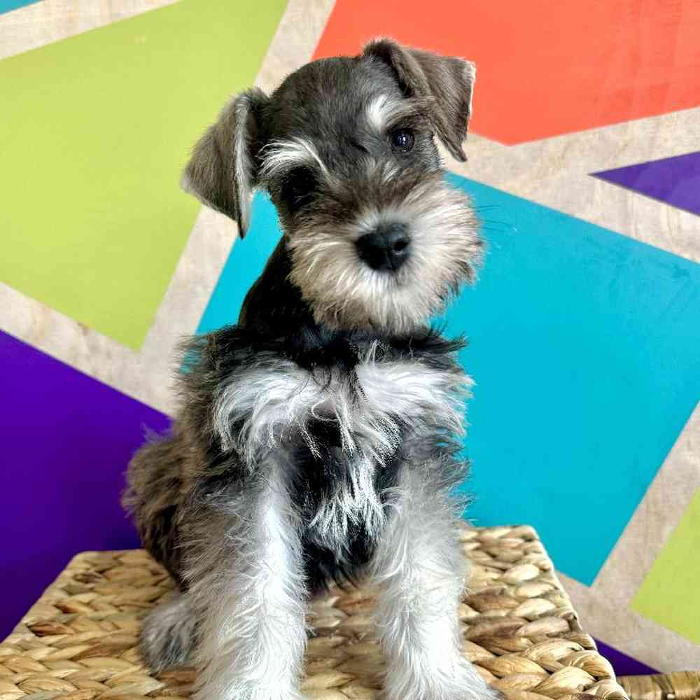 Male Mini Schnauzer Puppy for Sale in Rogers, AR