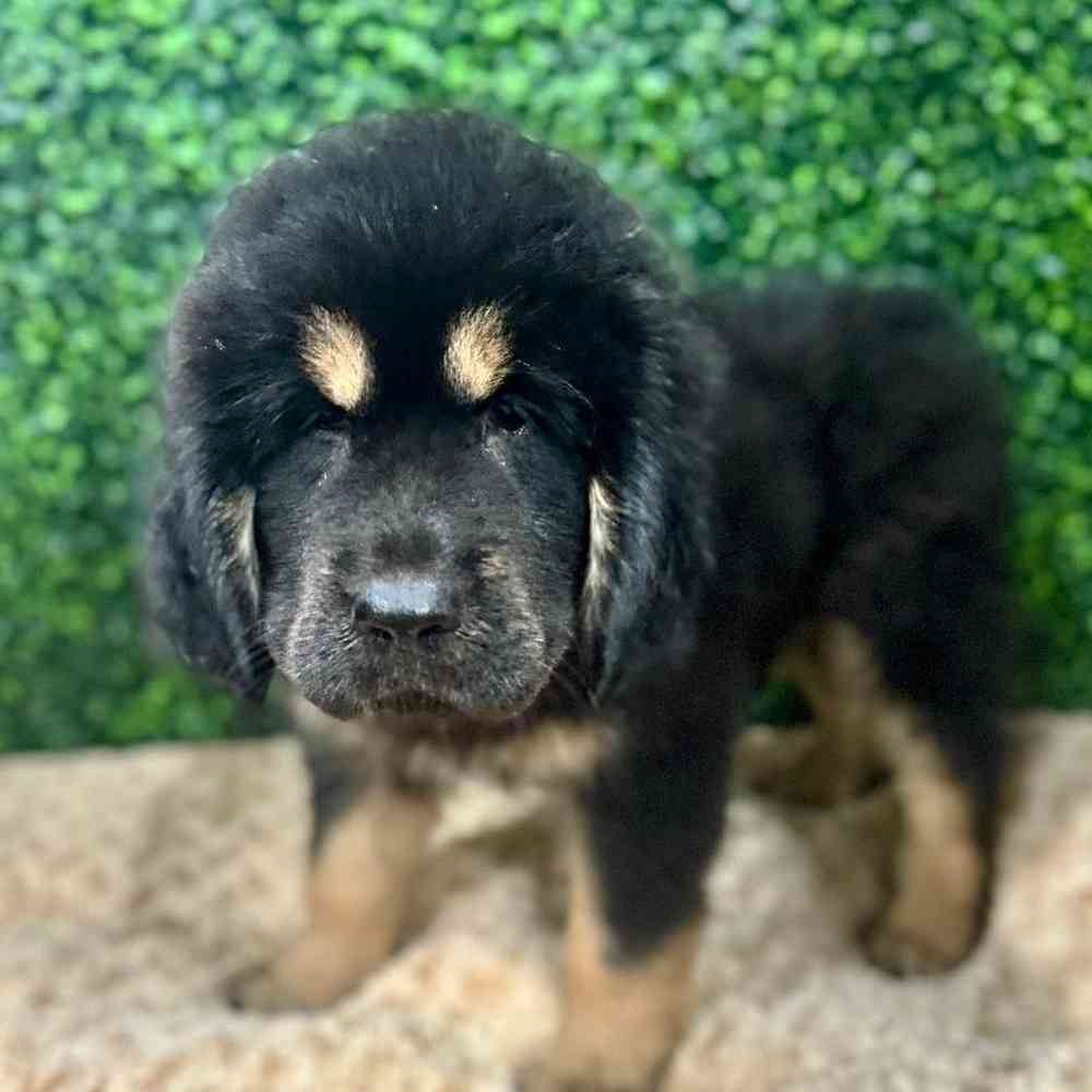 Female Tibetan Mastiff Puppy for Sale in Joplin, MO
