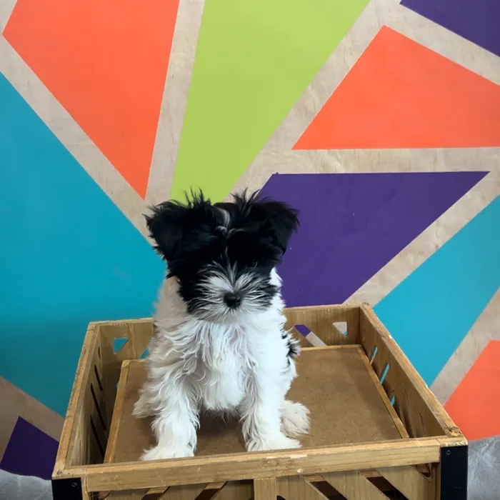 Biewer Yorkshire Terrier image
