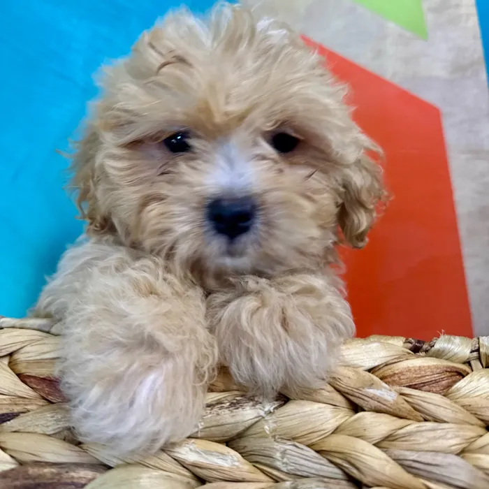 Lhasa-Poo image