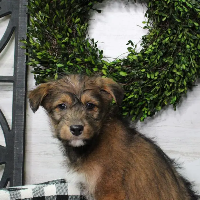 Male Husky-Poodle Puppy for sale
