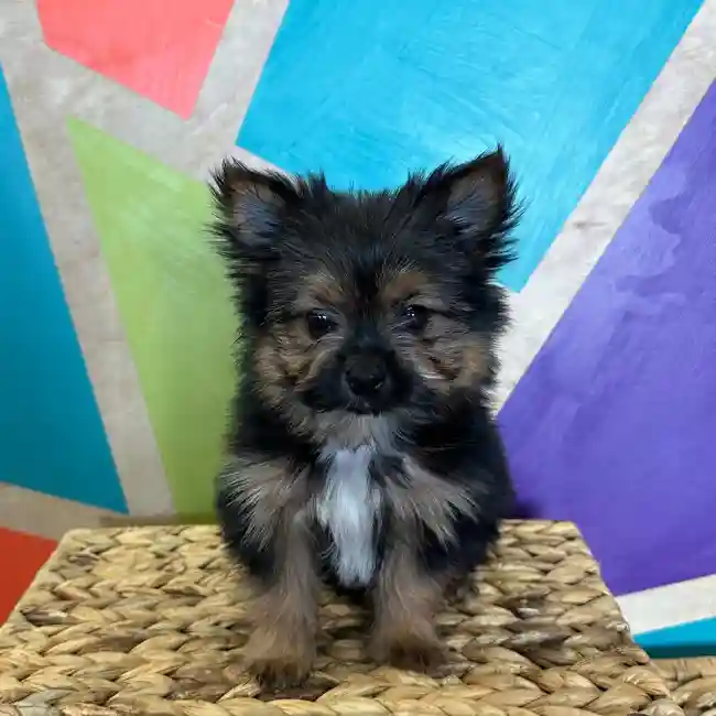 Yorkie-Pom image