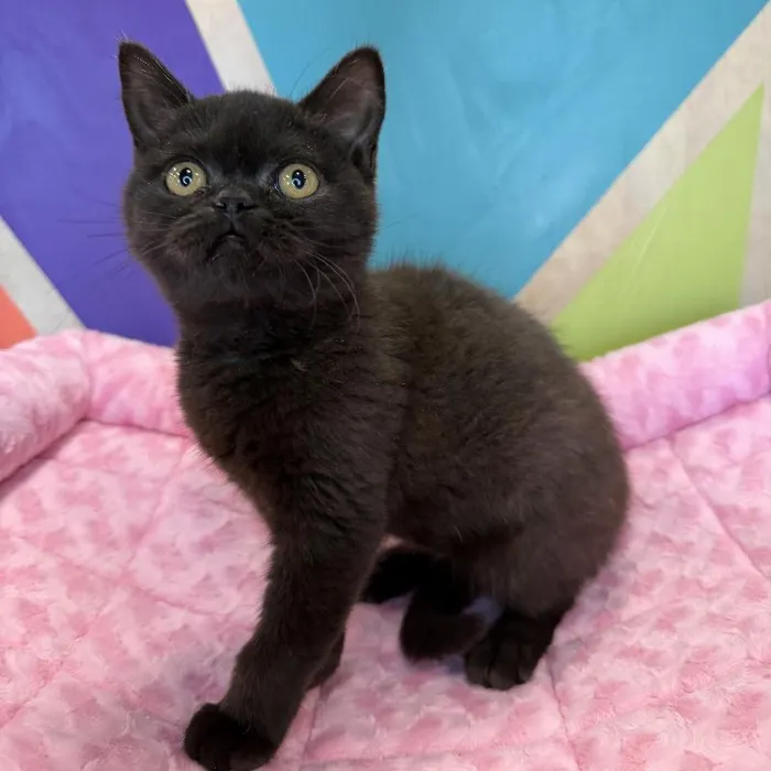 British Shorthair image