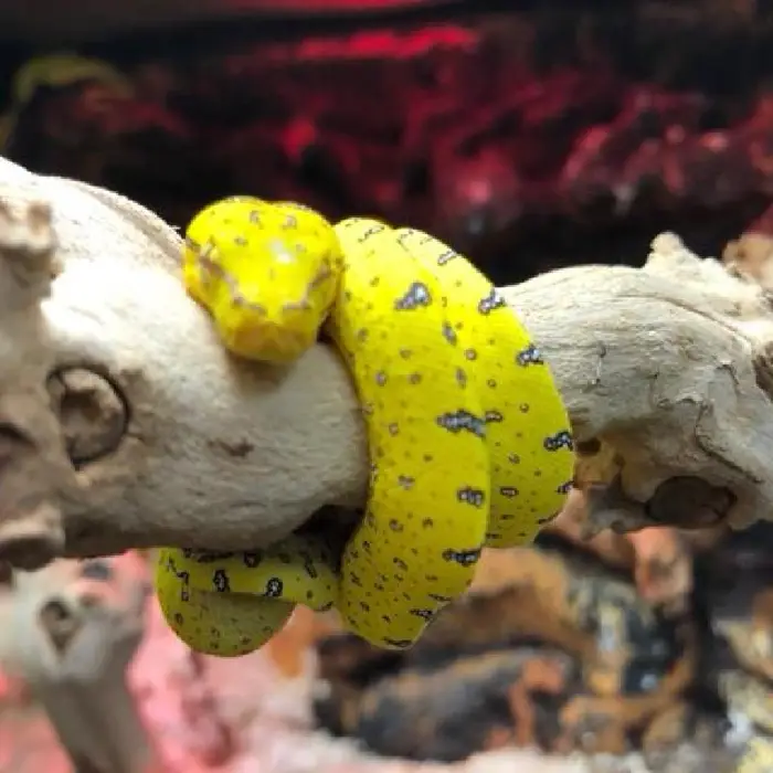 Green Tree Python