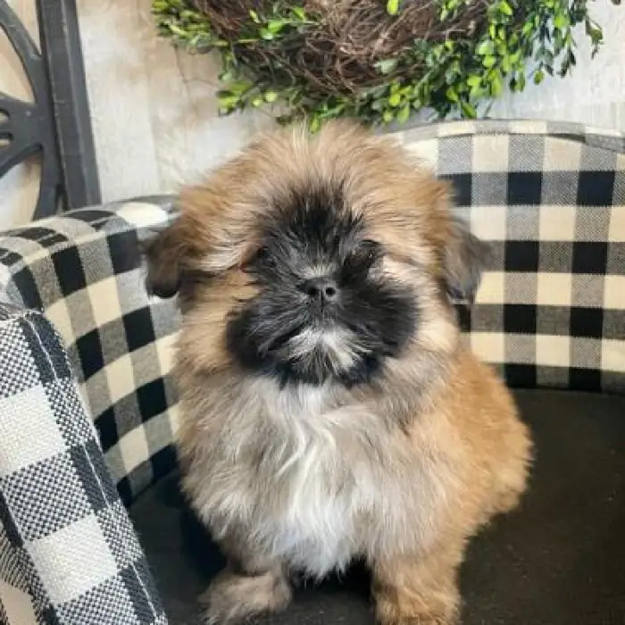 Female Shih Tzu-Pom Puppy for sale