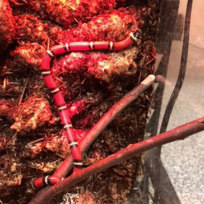 Milk Snake