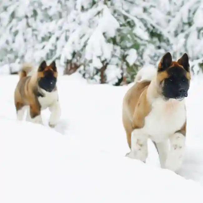 Akita image
