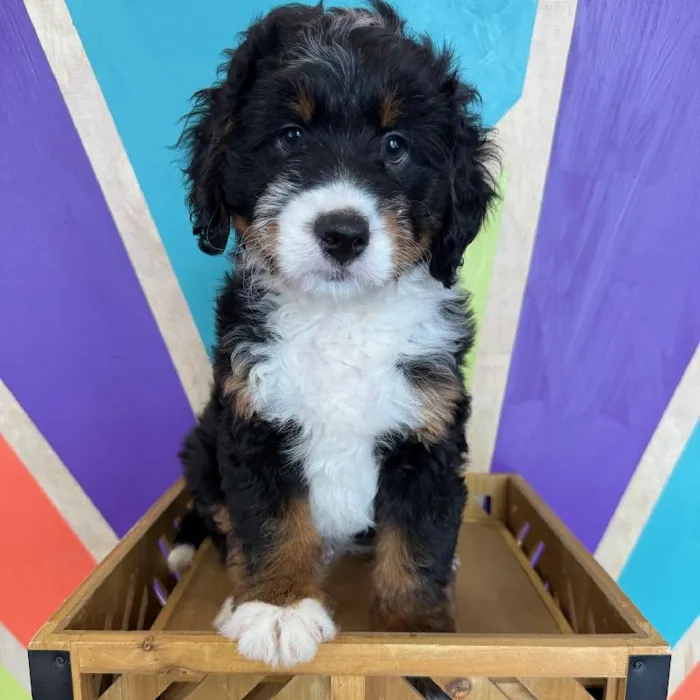 Mini Bernedoodle image