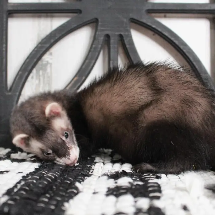 Male Ferret Small Animal for sale
