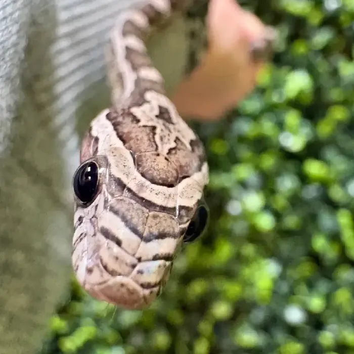 Male Corn Snake Reptile for Sale in Joplin, MO