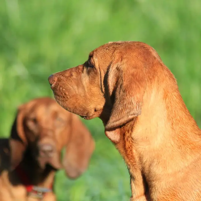 American Coonhound Puppies for Sale