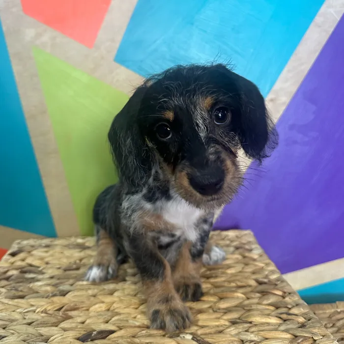 Doxie-Poo image