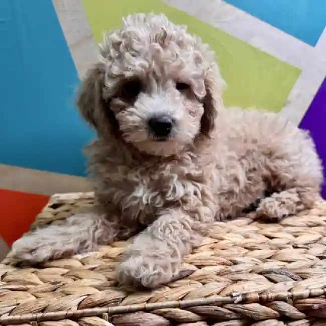 Poodle Toy image