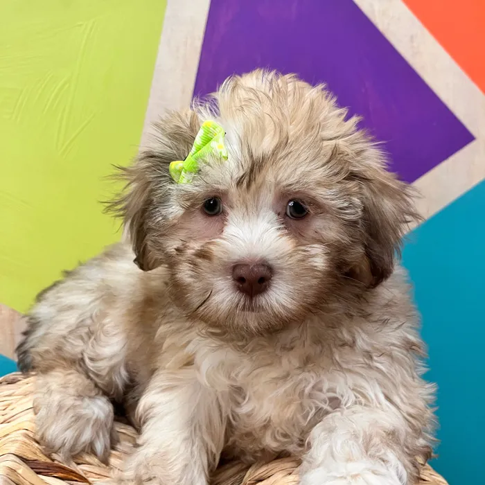 Shih Tzu-Lhasa Aspo image