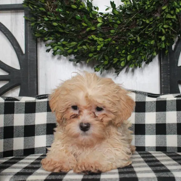 Female Lhasa-Poo Puppy for sale