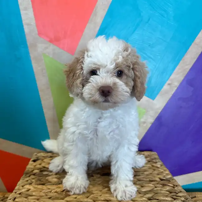 Mini Newfiepoo image