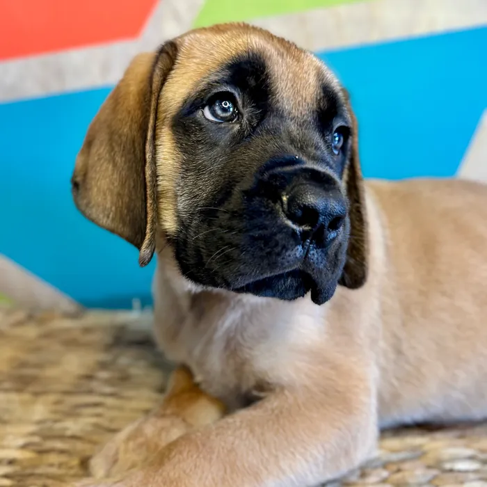 English Mastiff image