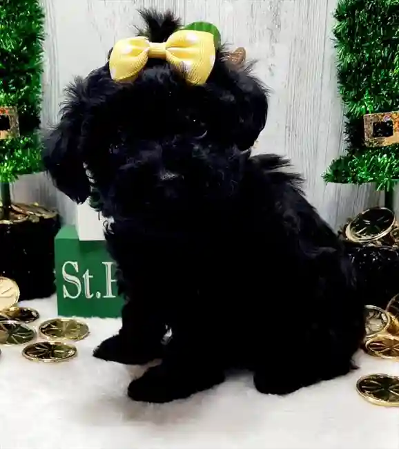 Toy Yorkie-Poo image